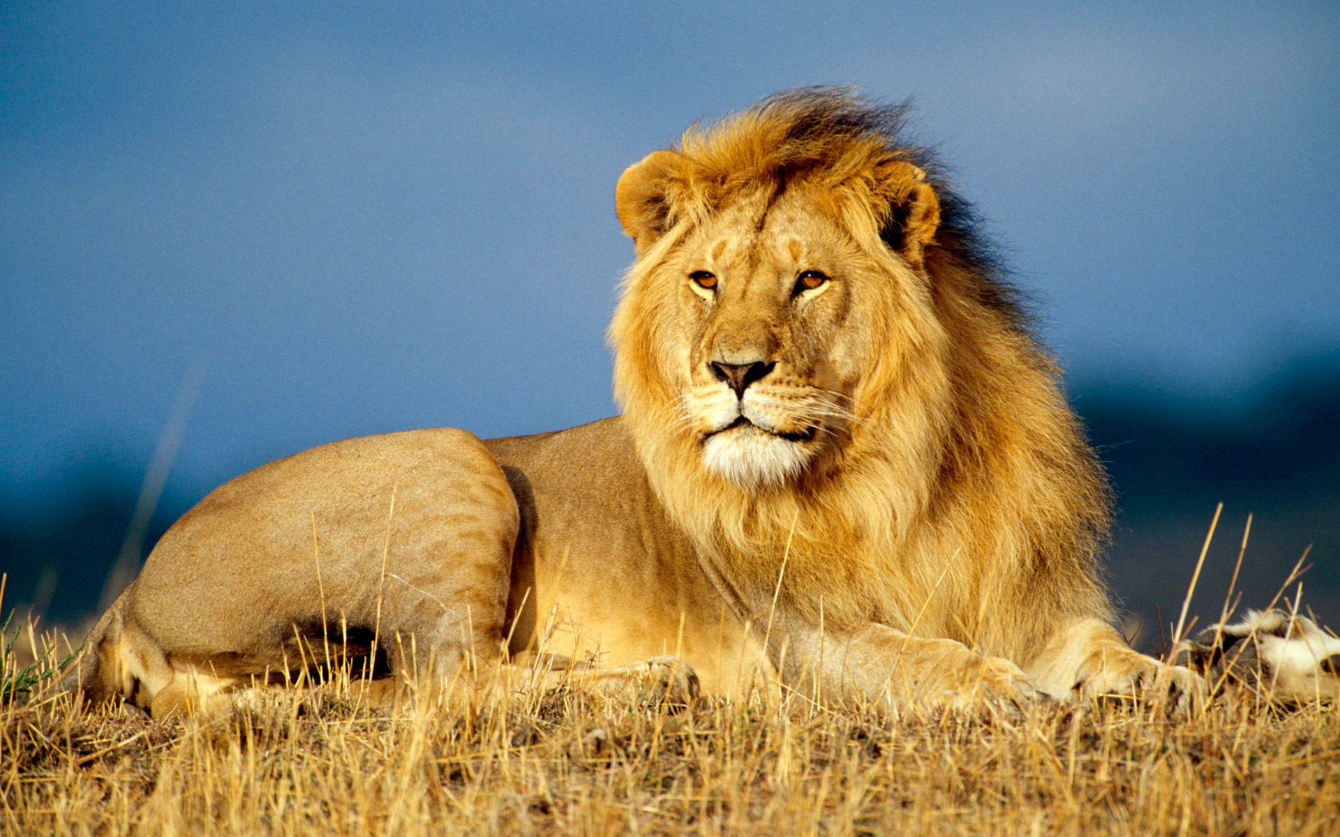 African Lion King165953969 - African Lion King - Predator, Lion, King, African
